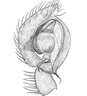 species