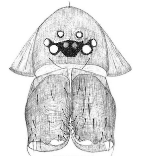 species