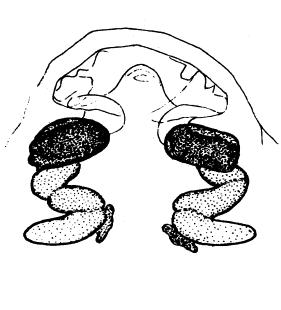 speciesimage