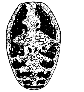 speciesimage