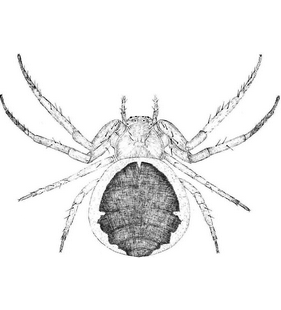 species