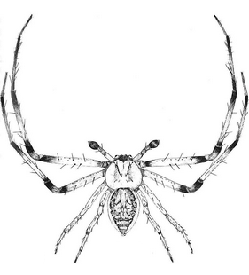 species