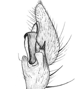 species