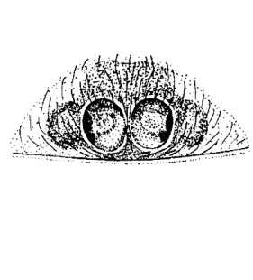 speciesimage