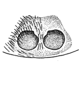 speciesimage