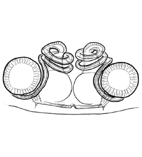 speciesimage
