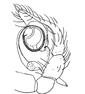 speciesimage