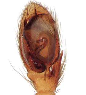 species