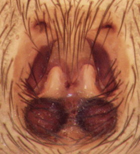 species