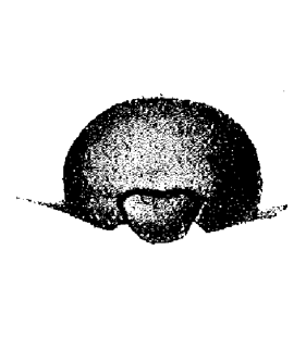 speciesimage