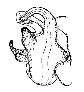 speciesimage