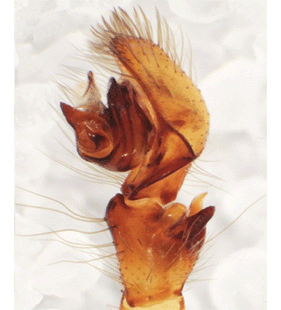 speciesimage