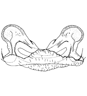 speciesimage