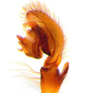 speciesimage