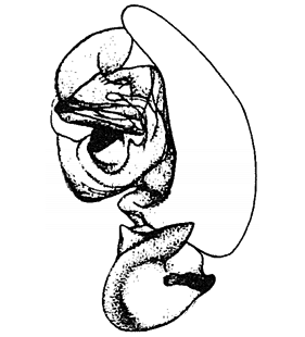 speciesimage