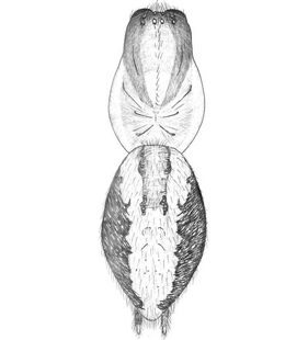 species