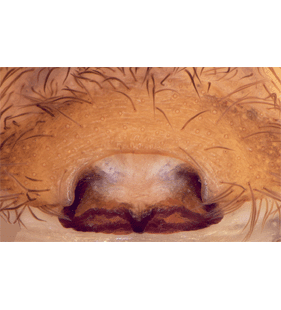 species