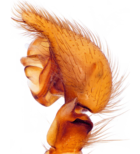 species