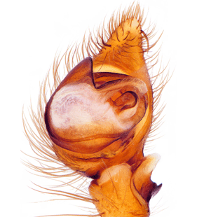 species