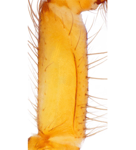 species
