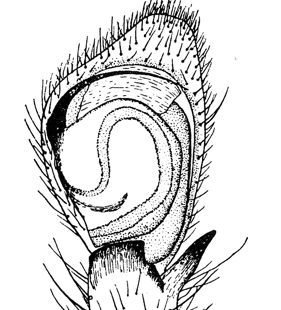 species