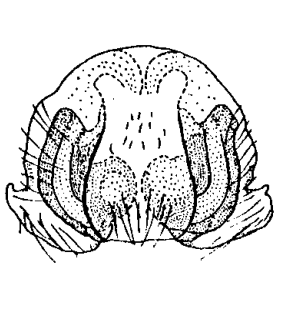 species