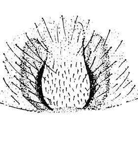 species