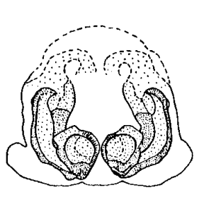 species