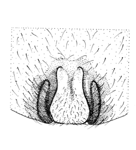 species