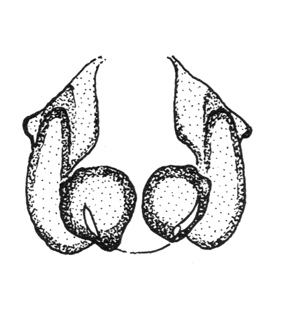 species
