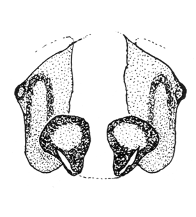 species