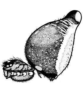 speciesimage
