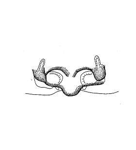 speciesimage