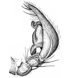speciesimage