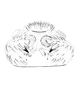 speciesimage