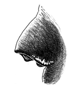 speciesimage