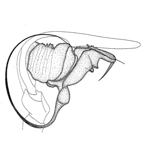 speciesimage