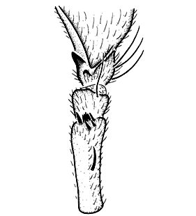 speciesimage