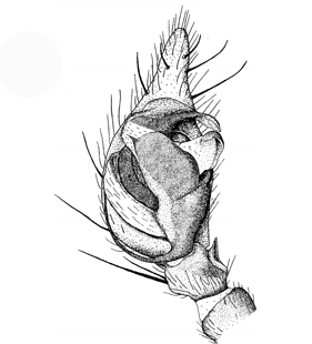 speciesimage