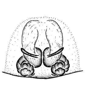 speciesimage