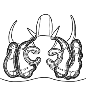 speciesimage