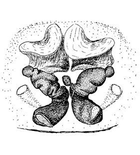 speciesimage