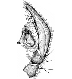 speciesimage