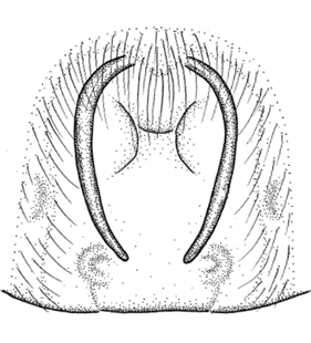 speciesimage