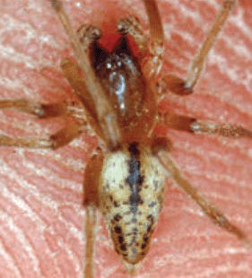 speciesimage