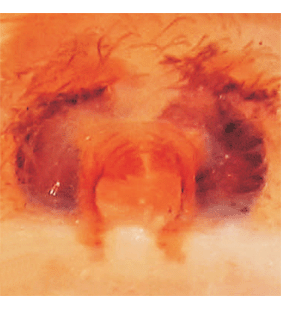 speciesimage