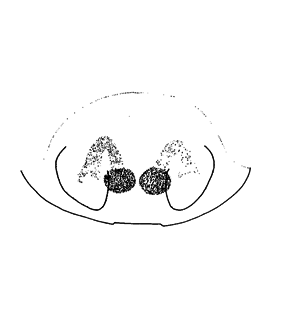 speciesimage