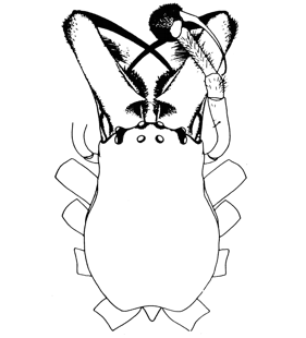 speciesimage