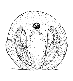 speciesimage