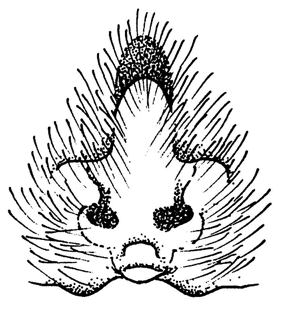 speciesimage